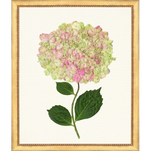 TLC- HYDRANGEA 19  20 X 24